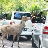 Taman Safari