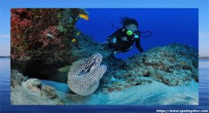 Diving for Carcasses in Coron - History of Meeting Marine Life