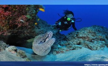 Diving for Carcasses in Coron - History of Meeting Marine Life