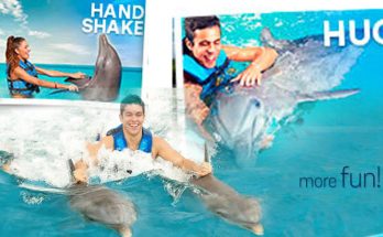 Dolphin Discovery Cozumel: The Ultimate Marine Adventure